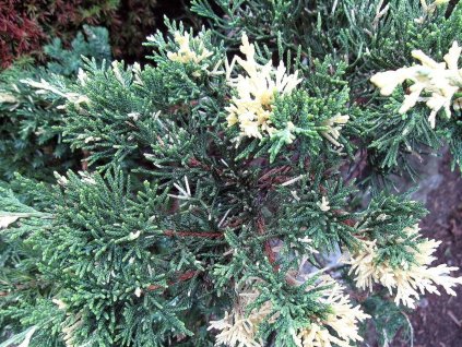 Borievka čínska 'Expansa Variegata'