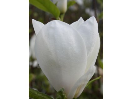 Magnólia soulangeana 'Alba Superba'