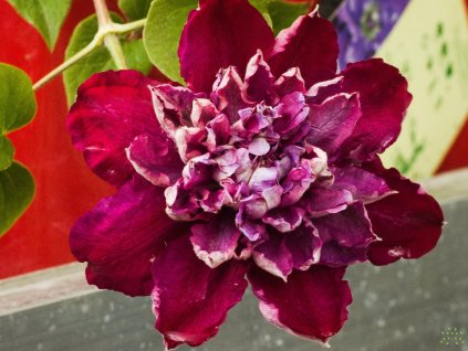 Clematis Birthday Girl