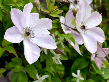 Plamienok 'Fairydust'