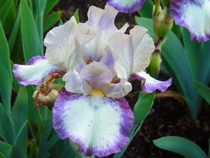 Kosatec nemecký 'Agatha Christie'