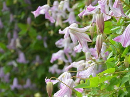 Plamienok 'Fairy Slippers'