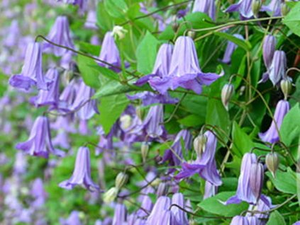 Plamienok 'Fairy Dance'