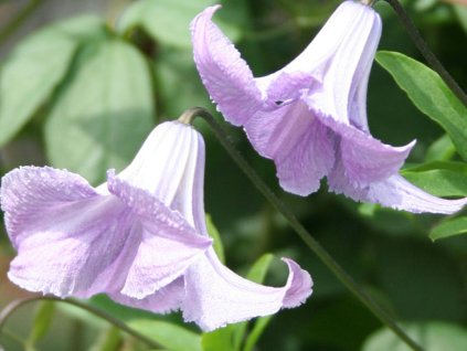 Plamienok 'Fairy Bells'