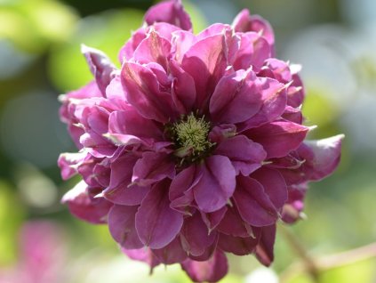 Plamienok 'Hot Love'