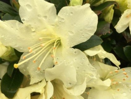 Rododendrón  'Golden Wonder'