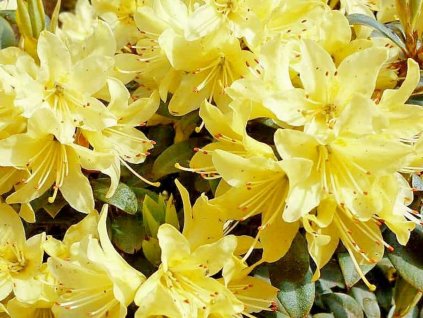 Rododendrón  'Princess Anne'