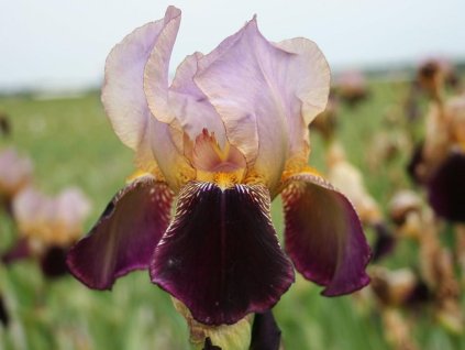 Kosatec nemecký 'Bruno' - Iris germanica 'Bruno'