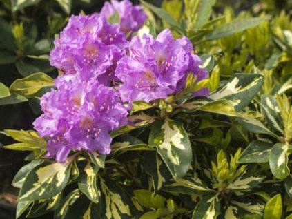 Rododendrón 'Blattgold'
