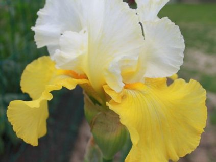 Kosatec nemecký 'Echo de France'