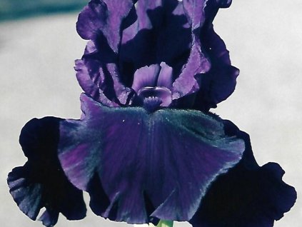 Kosatec nemecký 'Holy Night' - Iris germanica 'Holy Night'