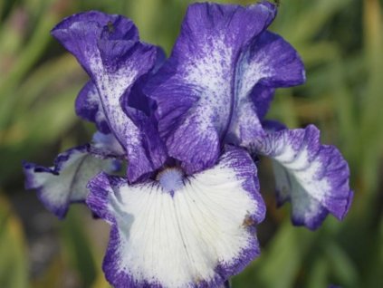 Kosatec nemecký'Kissing Circle'