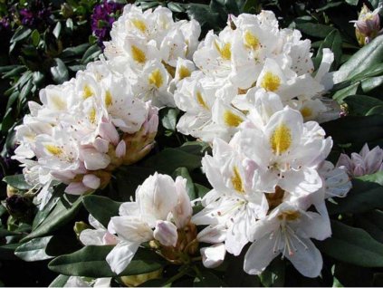 Rododendrón 'Madame Masson'