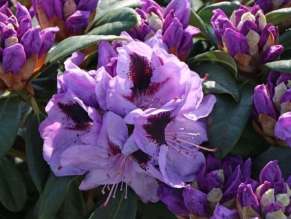 Rododendrón 'Metallica'