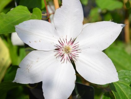 Plamienok 'Matka Siedliska'