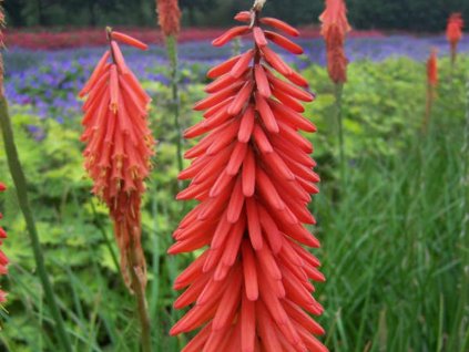Fakľovka 'Red Rocket'