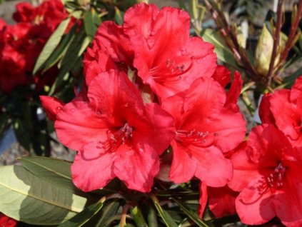 Rododendrón 'Vulcan's Flame'