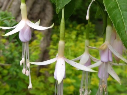Fuchsia magellonská var. molinae