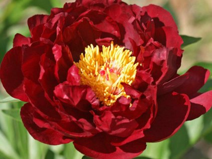 Pivonka 'Red Glory' - Paeonia hybrid 'Red Glory'