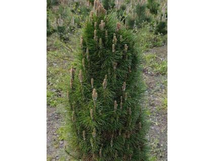 Borovica čierna 'Felek'