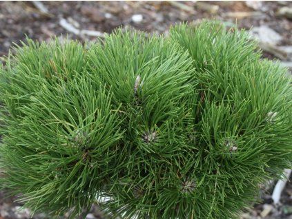 pirin