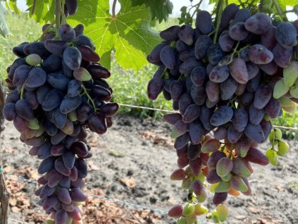 Vinič 'Pamňati Nětruľa'