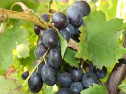 Vinič 'Pamňati Nětruľa'