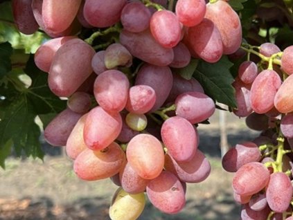 Vinič 'Kišmiš Veles'
