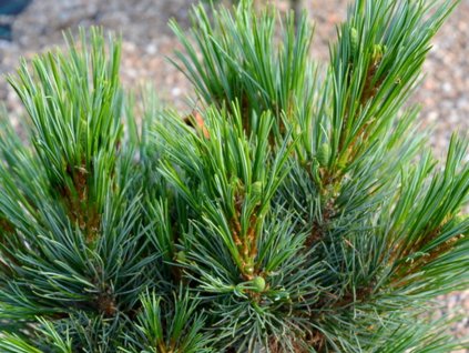 Borovica balkánska 'Balkan Kugel'