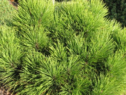 Borovica červená 'KBN Dwarf'