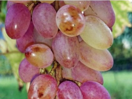 Vinič 'Julian Rosé'