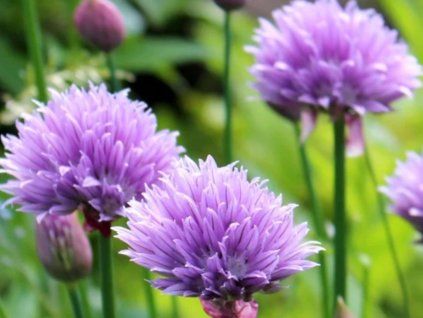 allium