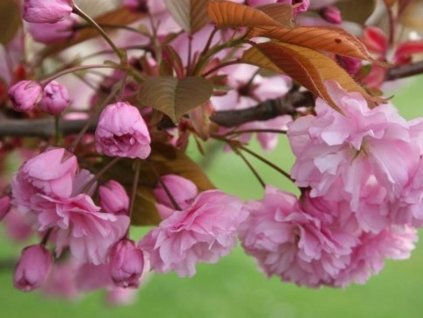 Čerešňa pílkatá- sakura 'Kanzan'