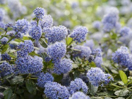 76932 2 repens
