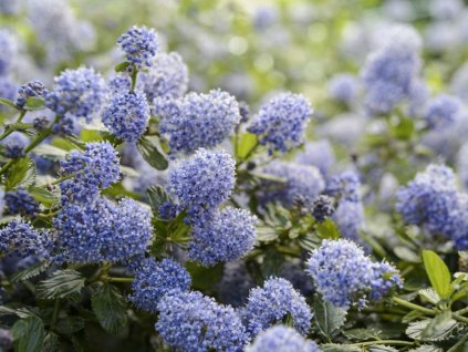 Latnatec thyrsiflorus var. repens