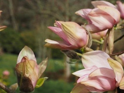Magnólia 'Hot Lips'