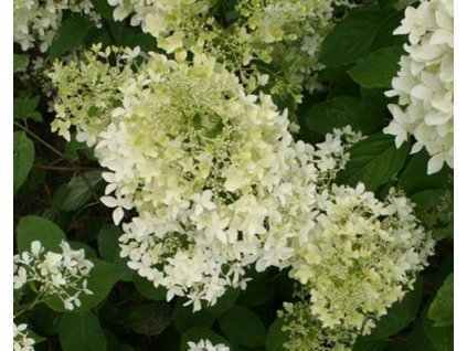 Hortenzia metlinatá Early Sensation 'Bulk' PBR