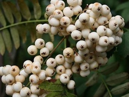 Jarabina 'White Swan'