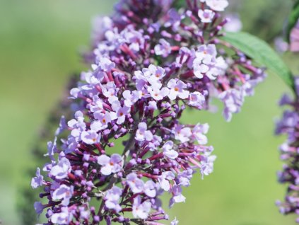 Budleja dávidova  'Wisteria Lane'