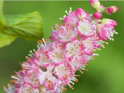 Jochovec jelšolistý 'Ruby Spice'