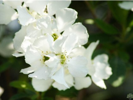 Exochorda hroznovitá 'Niagara'