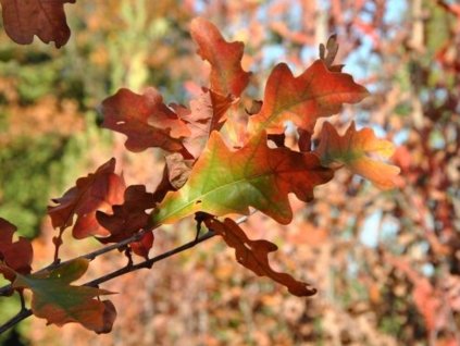 Dub 'Crimson Spire'