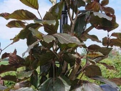Buk lesný 'Purpurea Latifolia'