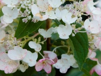 Hortenzia metlinatá TICKLED PINK 'Hypmad II' PBR