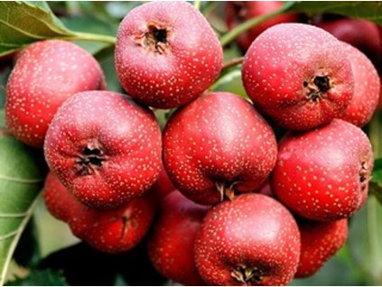 Hloh obyčajný 'Bigger Fruit'