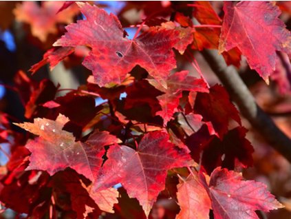 Javor červený 'Autumn Flame'