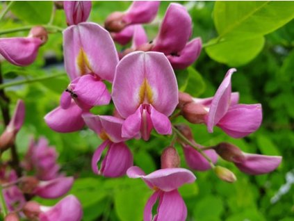 Agát biely GEORGIA DA TORINO