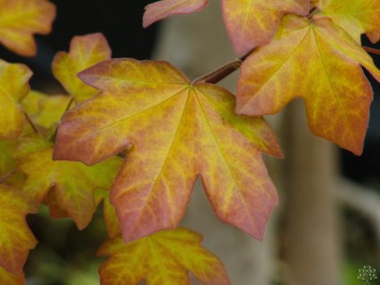 Acer Minorient (1)