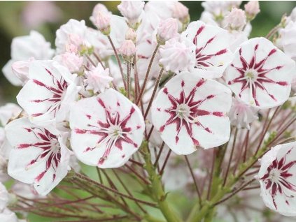 Mamota, kalmia 'Peppermint'
