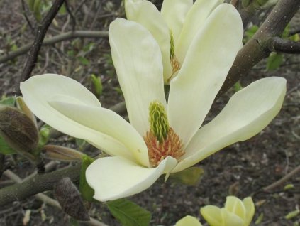 Magnólia 'Golden Pond'